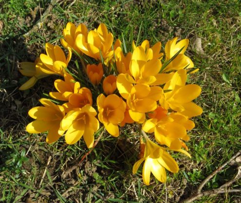 Krokus