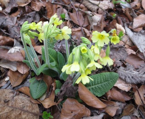 Schluesselbluemchen_Schratenhof