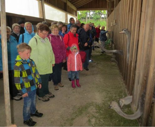 Straussenfarm_3