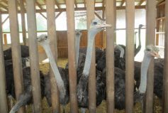 straussenfarm_4